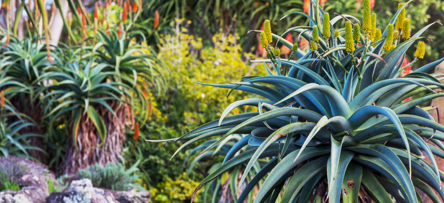 Bushveld Garden